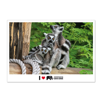 Pocztówka FOTO ŁDZ - ORIENTARIUM ZOO ŁÓDŹ, Lemury katta