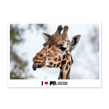 Pocztówka FOTO ŁDZ - ORIENTARIUM ZOO ŁÓDŹ, Żyrafa