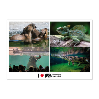 Pocztówka FOTO ŁDZ - ORIENTARIUM ZOO ŁÓDŹ, Zwierzęta (kapibara, kameleon, słoń, krokodyl)