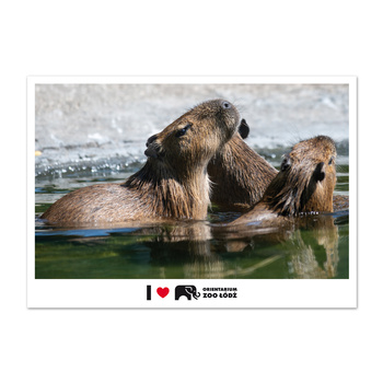 Pocztówka FOTO ŁDZ - ORIENTARIUM ZOO ŁÓDŹ, Kapibara