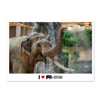 Pocztówka FOTO ŁDZ - ORIENTARIUM ZOO ŁÓDŹ, Słoń Aleksander
